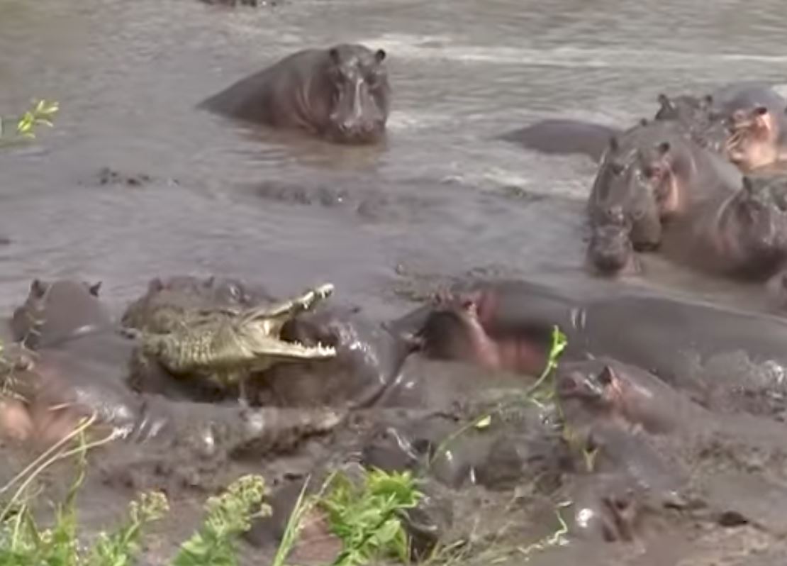 salah masuk kolam, buaya kena belasah teruk dengan sekumpulan badak air